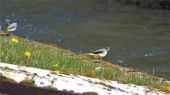grey_wagtails