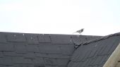 pied_wagtail04