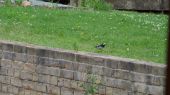 pied_wagtail06
